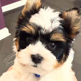Biewer Terrier Puppies from Stone Mountain Dogs