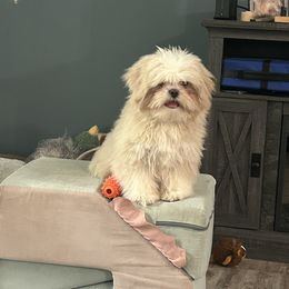Shih Tzu All Grown Up from Koda Bears Cubs