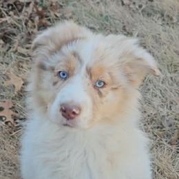Ruth - Red merle female Australian Shepherd puppy in Leavenworth, Kansas from Silverbrook Australian Shepherds