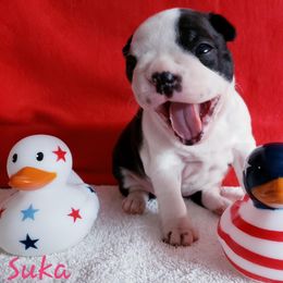 Boston Terrier Puppies from Beatrice's Kennels