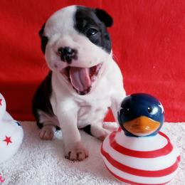 Boston Terrier Puppies from Beatrice's Kennels