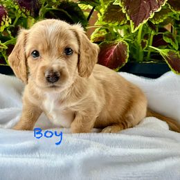 Boy 1 - Red Dachshund puppy in Mesquite, Texas from AB Dachshund