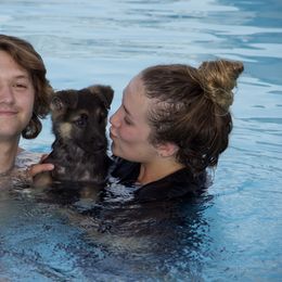 German Shepherd Puppies from Journey's German Shepherds (Kennel Vom Himmel)