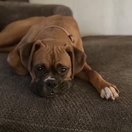 Lydia - Boxer
