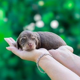 Risotto - Chocolate and tan male Dachshund puppy in Fort Myers, Florida from Blossom Paws