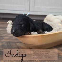 Blue - Black male Goldendoodle puppy in West Chester, Ohio from Doodles of West Chester