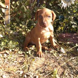 Ginger - Lt whtn brn nose female Rhodesian Ridgeback puppy in Carney, Oklahoma from River Run Parson Russell terriers & River Run Ridgebacks