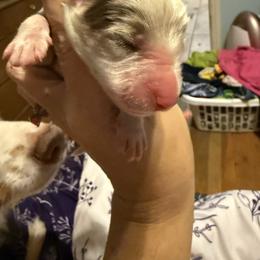 Rhett - White male Australian Shepherd puppy in Four Oaks, North Carolina from RoseWest Farms