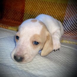 Xander Xavia Lux of Winzig - Piebald female Dachshund puppy in Cadillac, Michigan from Winzig Ranch