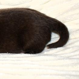 Tom - Red male Border Collie puppy in Benson, Arizona from Twisted Acres Border Collies and Mudi