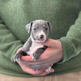 Boy 1 - Blue male Italian Greyhound puppy in Sugar Valley, Georgia from Pinnacle Farm and Kennel