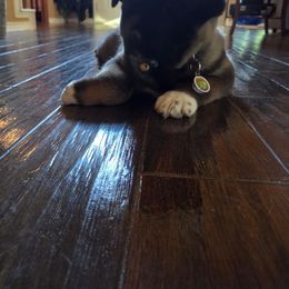 Akita Puppies from Folklore Akitas