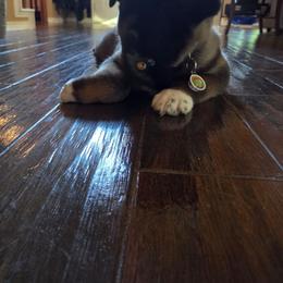 Akita Puppies from Folklore Akitas
