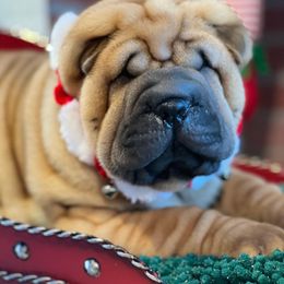 Chinese Shar-Pei Puppies from Sunspire Shar-Pei