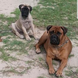 Bullmastiffs from Carolina Bullmastiffs