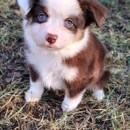 Penny - Red tri female Miniature Australian Shepherd puppy in Muskogee, Oklahoma from Tagalong Lane Australian shepherds