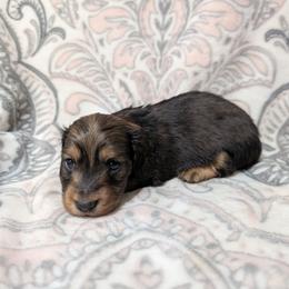 Boy 8484 - Red male Dachshund puppy in Spring Hope, North Carolina from Hogan’s Lowrider Hounds