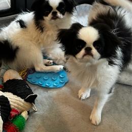Juliet - Black and white female Japanese Chin puppy in Guthrie, Oklahoma from Tuxedo Japanese Chin