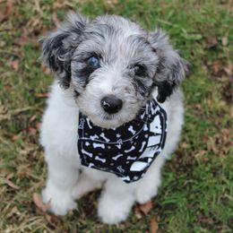 Aussiedoodle Puppies from Old Mills Aussiedoodles