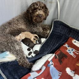 Lagotto Romagnolo Puppies from Millie Grace Haven