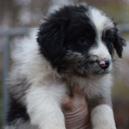 Boy 2 - Blue merle male Australian Shepherd puppy in Three Rivers, Michigan from Mitten Australian Shepherds