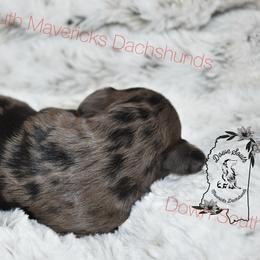 Dapple girl - Dapple female Dachshund puppy in Seminary, Mississippi from Down South Mavericks Dachshunds