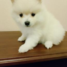Molly - Cream female Pomeranian puppy in Amarillo, Texas from Jamie's Pomeranians