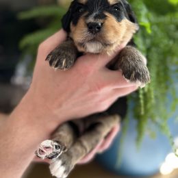 Bernedoodle and Poodle Puppies from Doggy Darlins