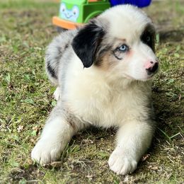 Blue Merle Female - Blue merle Australian Shepherd puppy in Canajoharie, New York from Wild Meadow Farms