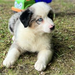Blue Merle Female - Blue merle Australian Shepherd puppy in Canajoharie, New York from Wild Meadow Farms