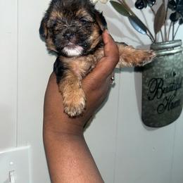 Mufasa 2000 - Black and tan male Yorkipoo puppy in Gastonia, North Carolina from Banks Dynasty Kennel