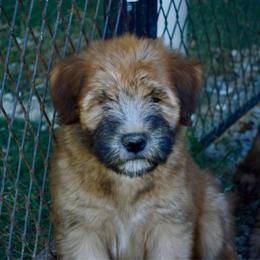 Walnut - Wheaten male Soft Coated Wheaten Terrier puppy in Kirksville, Missouri from Ironwood Ridge Kennels