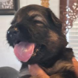 Girl 2-yellow - Black and tan female German Shepherd puppy in Sharon Grove, Kentucky from Julie’s Shepherds