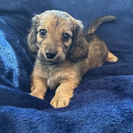 Norman - Cream male Dachshund puppy in Memphis, Tennessee from River City Doxies