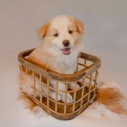 Border Collie puppies from Alpine Tails