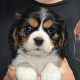 Rudy - Tri-color male Cavalier King Charles Spaniel puppy in Townville, South Carolina from Mid Lake Cavaliers