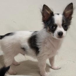 Adam CKC he's ready to go home today - Blue and white male Chihuahua puppy in Amity, Pennsylvania from Rhoda and Verna