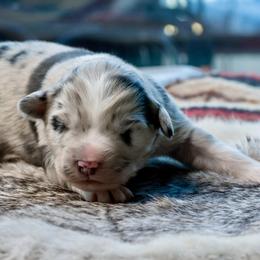 Star - Blue merle female Australian Shepherd puppy in Decatur, Texas from Wyldrose Australian Shepherds