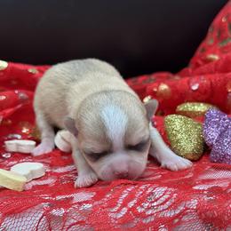 Baby - Black sabled silver female Chihuahua puppy in Lee Center, New York from Alfheim-Andromeda Chihuahua's (A &A's)