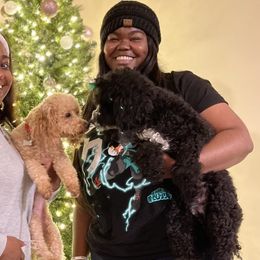 Poodles from Exalted Kennels