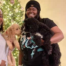 Poodles from Exalted Kennels