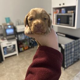 Boy 2 - Cream male Dachshund puppy in Las Animas, Colorado from J&D Dachsies