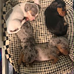 Dachshund Puppies from Seven Hills Arkansas