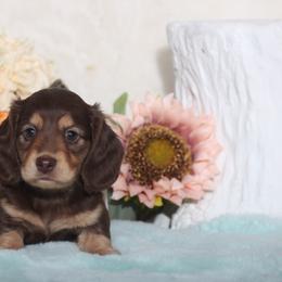 Dachshund Puppies from Walker's Minidachs