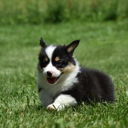 Pembroke Welsh Corgi Puppies from Willow Creek Corgis