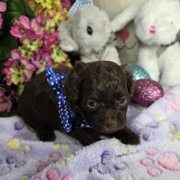 Reese - Brown male Shihpoo puppy in Delphos, Ohio from Route 66 Poodles & Doodles, Sapphire Shih-tzu's of Ohio