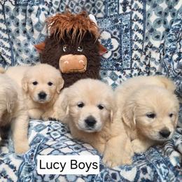 Lucy Boy 2 - Light golden male Golden Retriever puppy in Niles, Michigan from Composer Goldens
