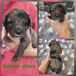 Eeyore - Merle male Cockapoo puppy in Zanesville, Ohio from Oodles of Doodles & Poos