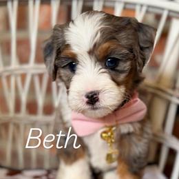 Beth - Merle female Bernedoodle puppy in Snohomish, Washington from Refined Doodles