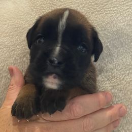 Kingston - Fawn male Boxer puppy in Medical Lake, Washington from Back Forty Boxers and Old English Bulldogs